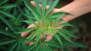 Бывший вице-премьер Подмосковья стал лидером по производству конопли