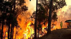 Вблизи Сиднея бушуют лесные пожары 
