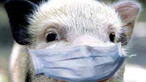 Очаги африканской свиной чумы,обнаруженные на севере страны, больше не опасны