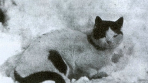 Жители Челябинской области спасли кошку, вмёрзшую в лёд