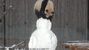 Панда из Торонто, которая подралась со снеговиком, покоряет сеть