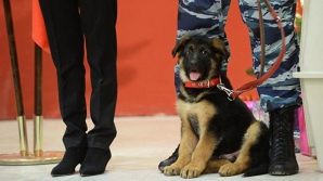 Подаренного Россией пса Добрыню признали негодным к службе во Франции 