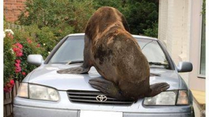 Тюлень-хулиган атаковал автомобиль