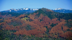 Экологическая катастрофа в Калифорнии: засуха убила 100 миллионов деревьев