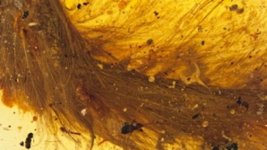 На рынке в Мьянме нашли кусок янтаря с фрагментом хвоста хищного динозавра