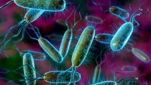 На продовольственных складах в Кишиневе нашли продукты, зараженные кишечной палочкой