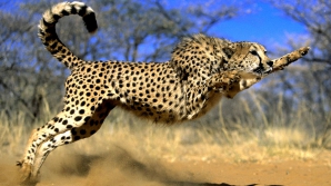 В дикой природе осталось около семи тысяч гепардов