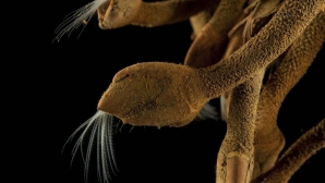 Морские биологи открыли шесть новых видов глубоководных животных 