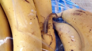 На выбиравшего бананы белоруса в магазине напал скорпион