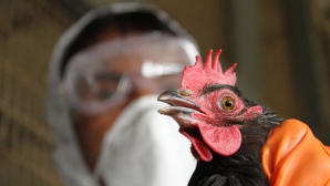 В Южной Корее уничтожили более 26 млн. домашних птиц, зараженных вирусом H5N8