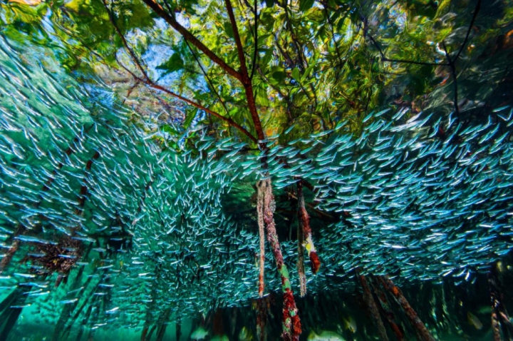 Лучшие фотографии этого года от National Geographic