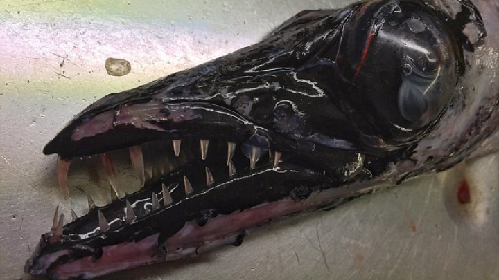 «Фантастические твари» рыбака из Мурманска