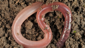 В желудке 22-летней индуски нашли 150 живых червей