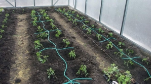 В молдавских теплицах начались работы