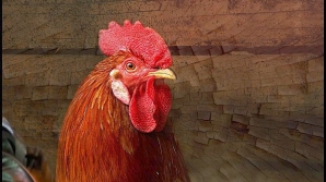 Специалисты рассказали, какой петух лучше всех подойдет для курицы