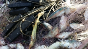 Полиция обнаружила пол тонны рыбы без документов