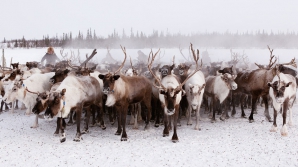 В Сети опубликованы шокирующие кадры, как девушка таранит стадо оленей