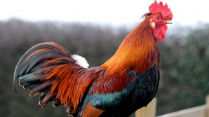 Вьетнамцы раскупают петухов, готовясь к Новому году