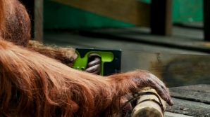 Орангутан научился пользоваться пилой