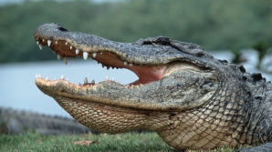 Четырехметровый аллигатор показался туристам в природном парке во Флориде