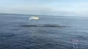 Рыбаки встретили прыгающую акулу 