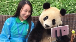 Панда, которая любит делать селфи, покорила пользователей Сети