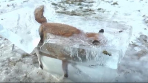 Лиса вмерзла в лед, провалившись в Дунай в Германии