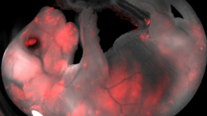 Создан гибрид свиньи и человека