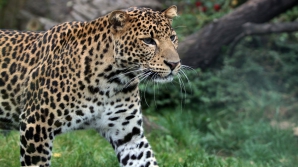 Считавшихся погибшими яванских леопардов нашли с помощью камер