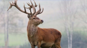 В США самолёт столкнулся с оленем