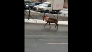 Полицейские поймали оленя, гулявшего по Санкт-Петербургу