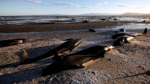 Более 200 выбросившихся на берег Новой Зеландии дельфинов вернулись в море