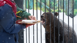 Питомцев нижегородского зоопарка по случаю Масленицы угостили блинами