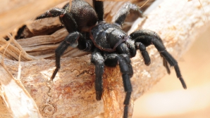 В Австралии спасли ребёнка после укуса самого ядовитого в мире паука