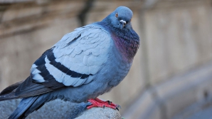 В бразильской тюрьме поймали голубя-контрабандиста