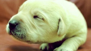 В Великобритании родился "зеленый" щенок лабрадора