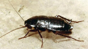 Индийские врачи извлекли из черепа 42-летней женщины живого таракана