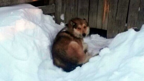 Суд не стал арестовывать владельцев собак, загрызших девочку в Свердловской области