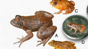 Ученые открыли четыре вида крошечных лягушек