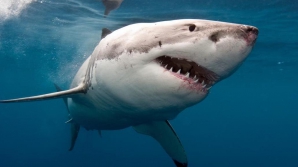 Видео: Австралийский сёрфер чудом избежал нападения акулы-людоеда