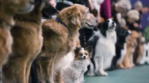 В столице проходит международная выставка собак