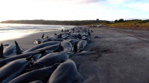В Новой Зеландии еще 200 дельфинов-гринд выбросились на берег