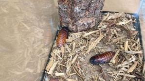 Видео: Муж супермодели стал тараканом