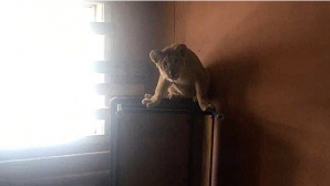 В порту Черноморска нашли львёнка, которого хотели провезти контрабандой в Турцию