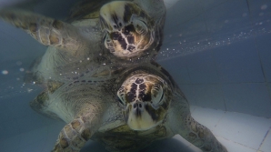 В Таиланде умерла черепаха, проглотившая 915 монет