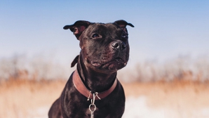 Стаффбуль, загрызший хозяина во время интервью Би-би-си, ранее спас его