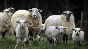 Животноводы готовятся к Пасхе выставить на продажу ягнятину