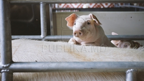 Новая вспышка свиной чумы была зарегистрирована в селе Рубленица Сорокского района 