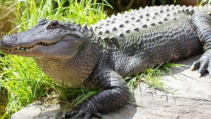 Видео: Американский гольфист столкнул аллигатора с поля в водоем во время турнира
