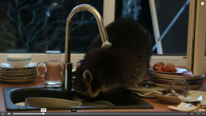 В Алма-Ате енот забрался в чужой дом и помыл посуду